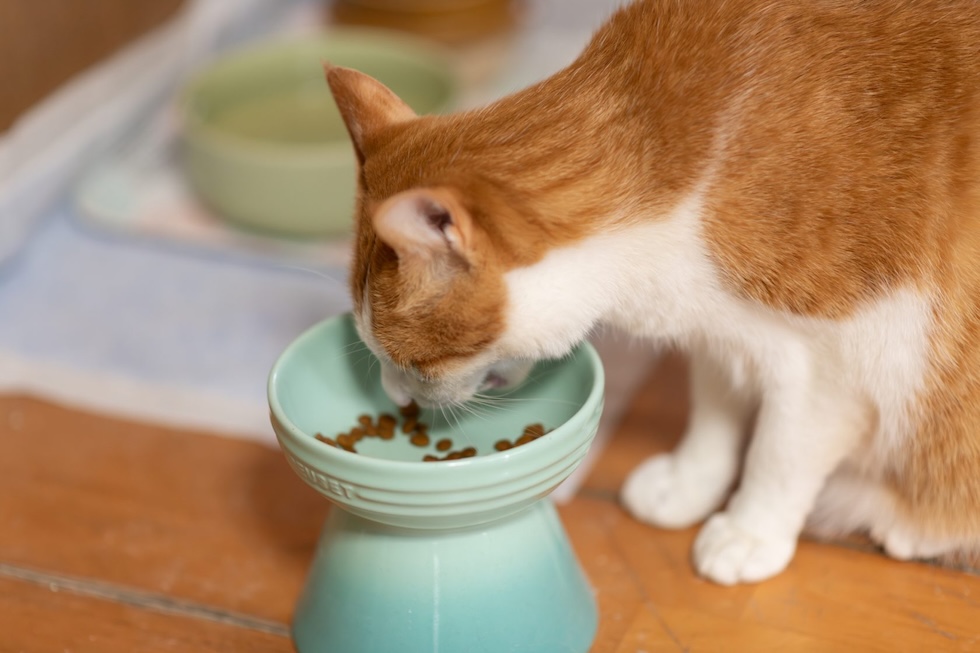 お散歩・食事にも対応し、普段の生活に配慮